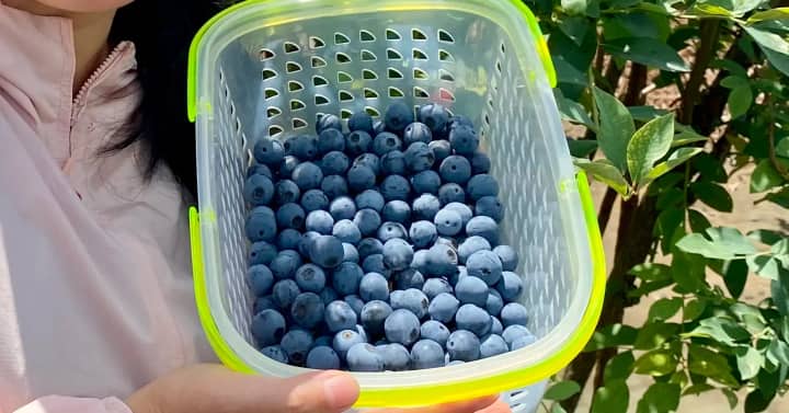 陽だまりの週末：ブルーベリー摘みと、菜園で得た新しい知識