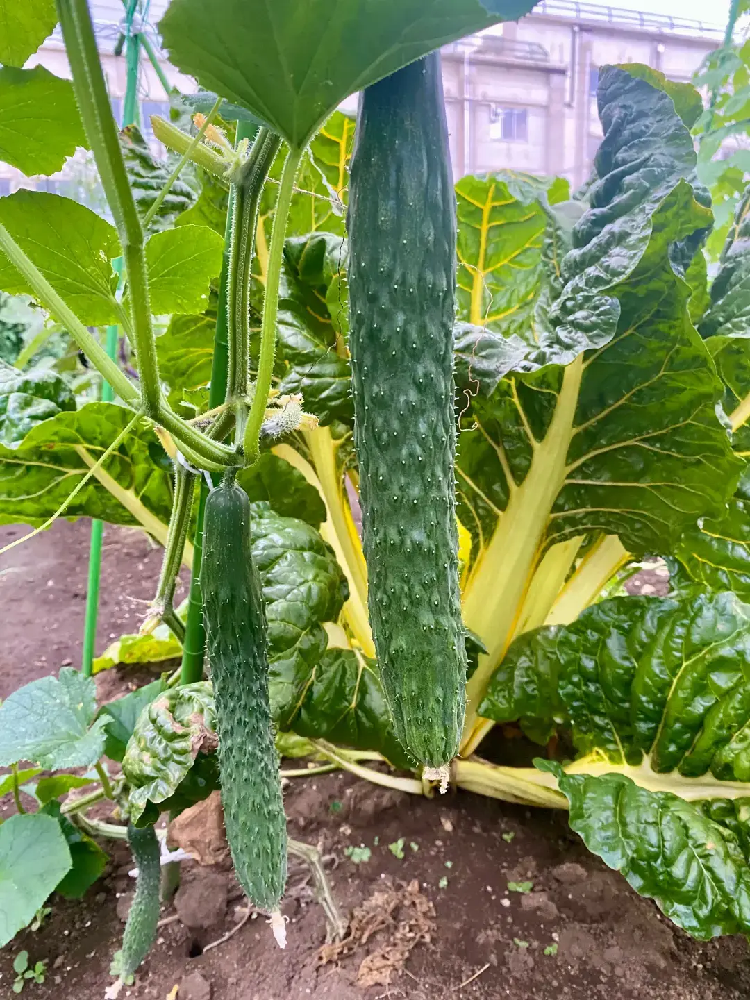 菜園のキュウリ