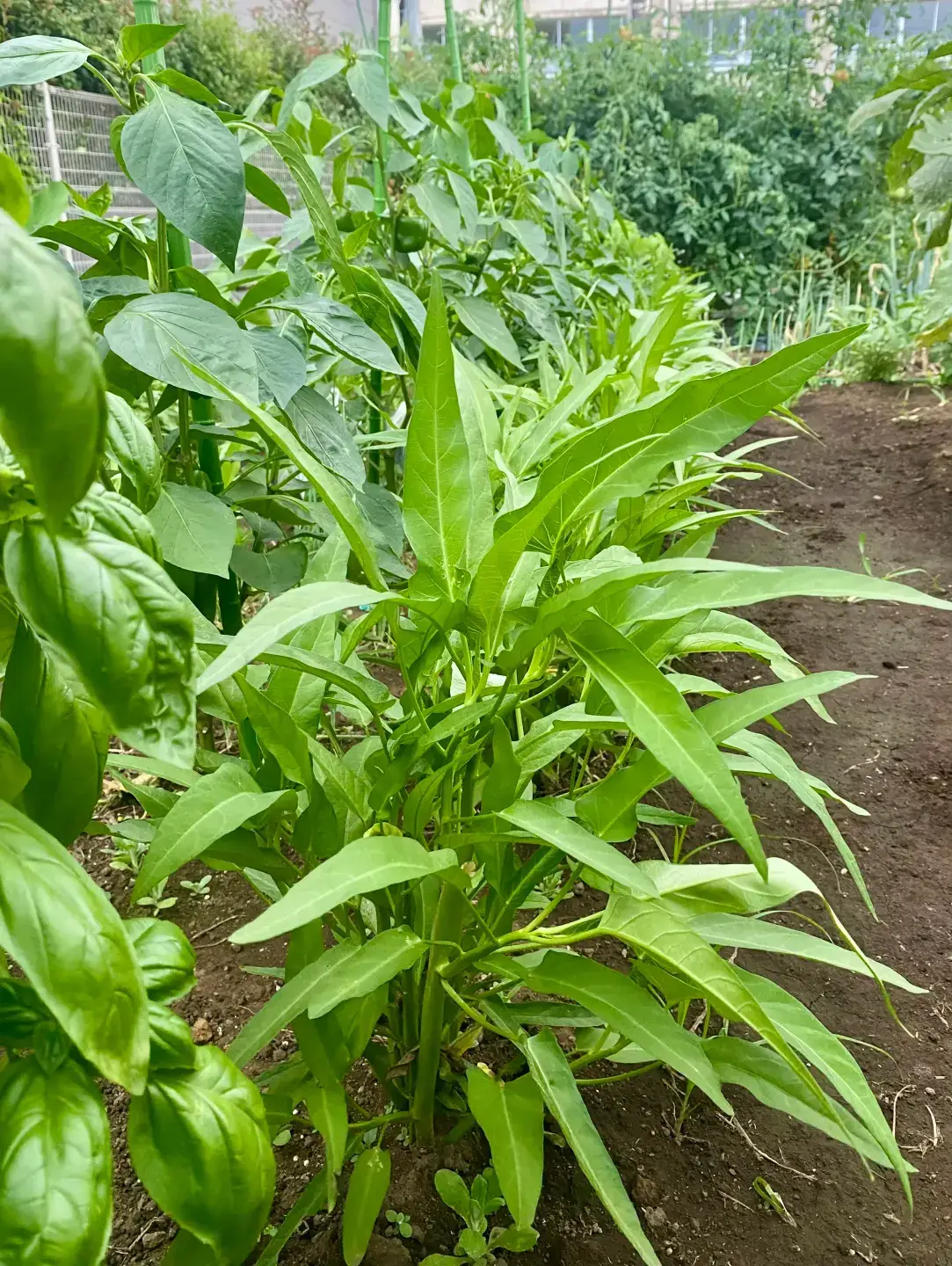 勢いよく育つ空心菜（クウシンサイ）